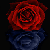 The Rose Will Decay : The Rose Will Decay